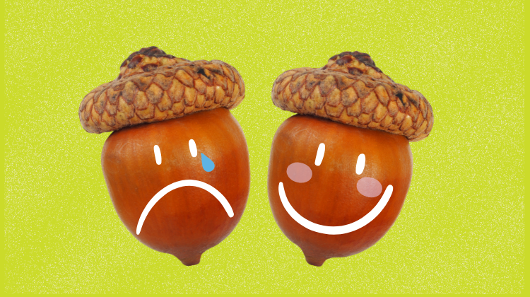 No Nut November Blog post image - A picture of two acorns - Q Care Plus